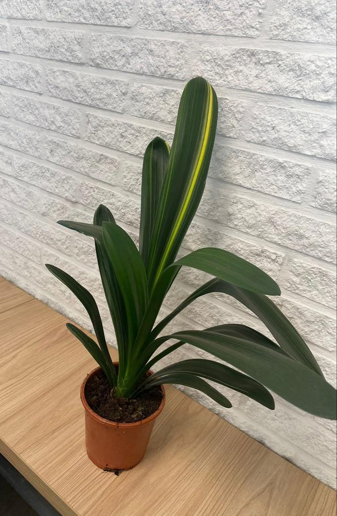 Bonte Clivia Varegata - Unieke Oranje Bloeier, Overige soorten, In pot, Minder dan 100 cm, Bloeiende kamerplant