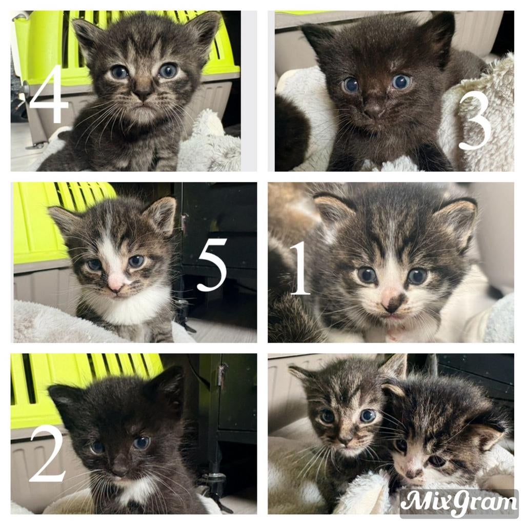 5 superlieve kittens zoeken een nieuw thuis, Geslacht onbekend, Kortharig, 0 tot 2 jaar