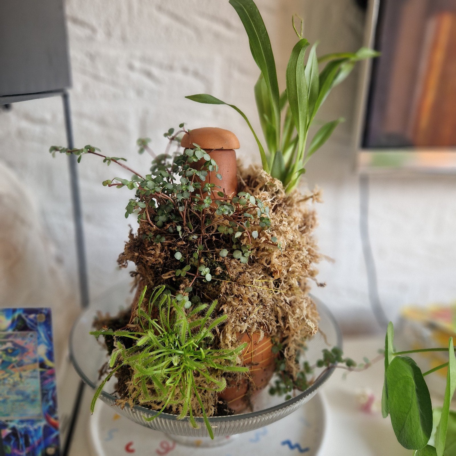 Unieke Begroeide Olla pot met Zonnedauw & Orchidee, Huis en Inrichting, Ophalen of Verzenden, Halfschaduw, Minder dan 100 cm
