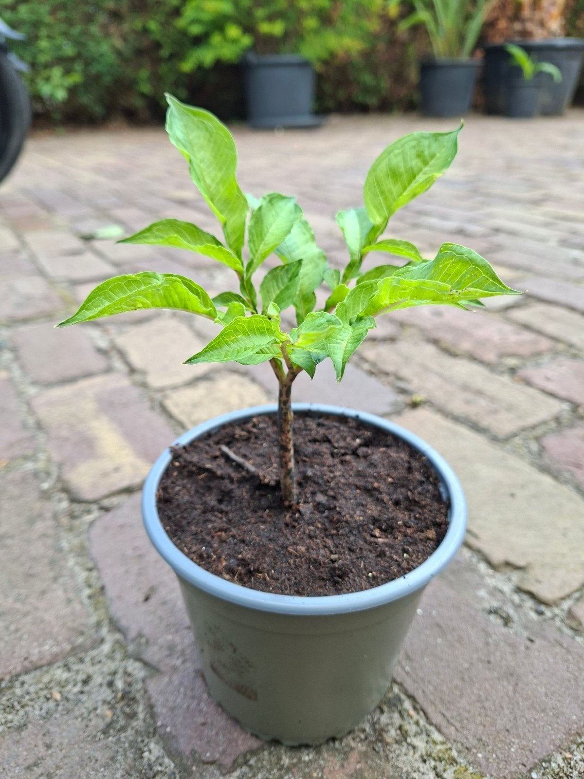 Amorphophallus, penisplant, Tuin en Terras, Planten | Tuinplanten, Vaste plant, Halfschaduw, Zomer, Ophalen