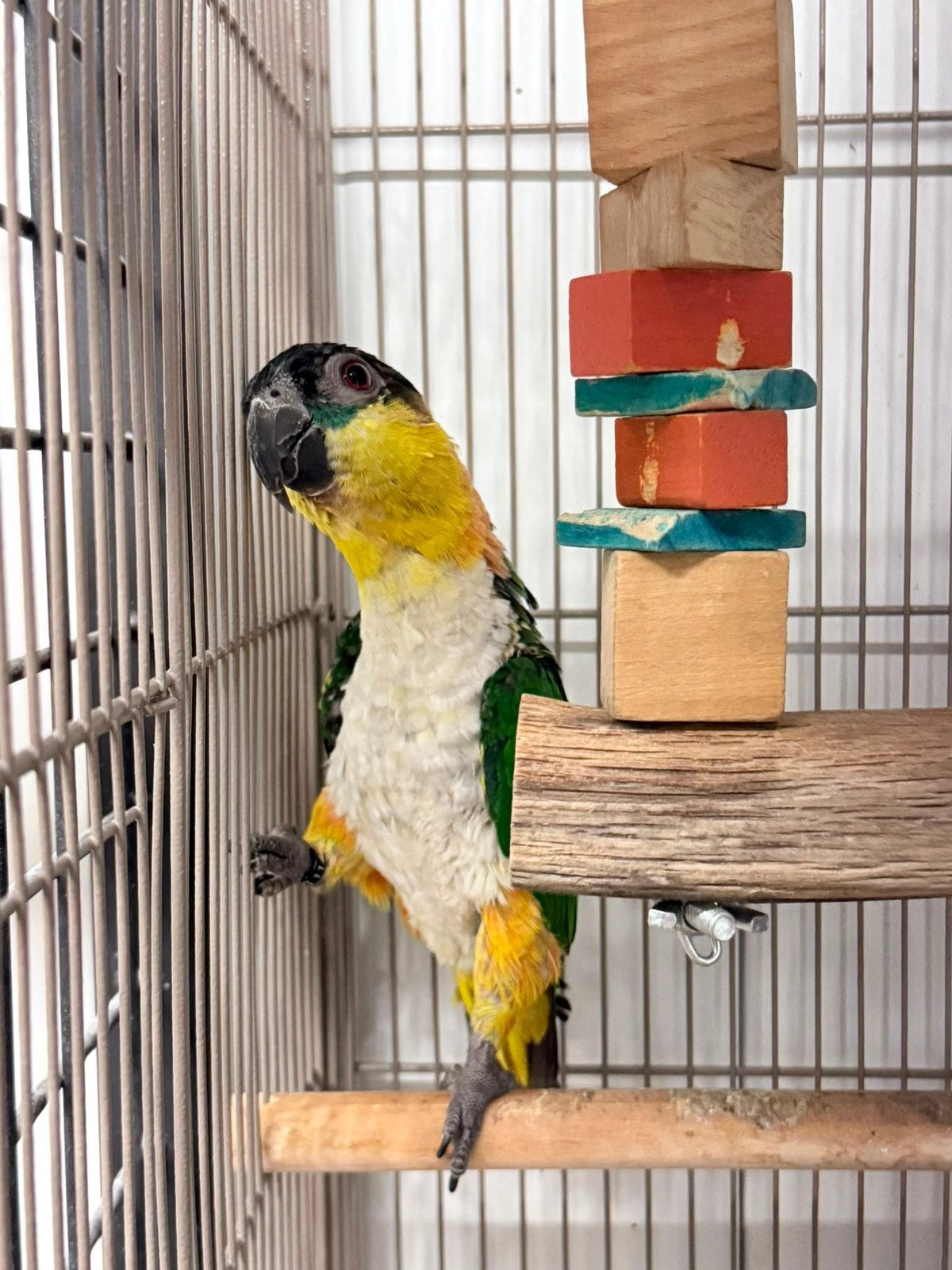 Caique mannetje 2025, Mannelijk, Papegaai