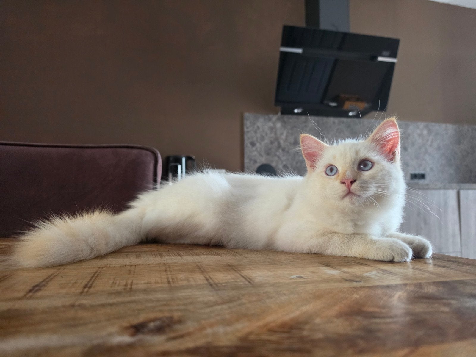 Ragdoll katertje, klaar om te verhuizen, Kater, Gechipt, 0 tot 2 jaar