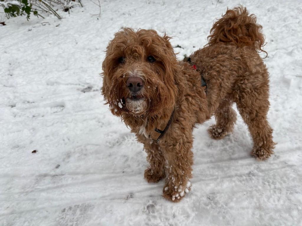 oppas Hond, Ophalen of Verzenden