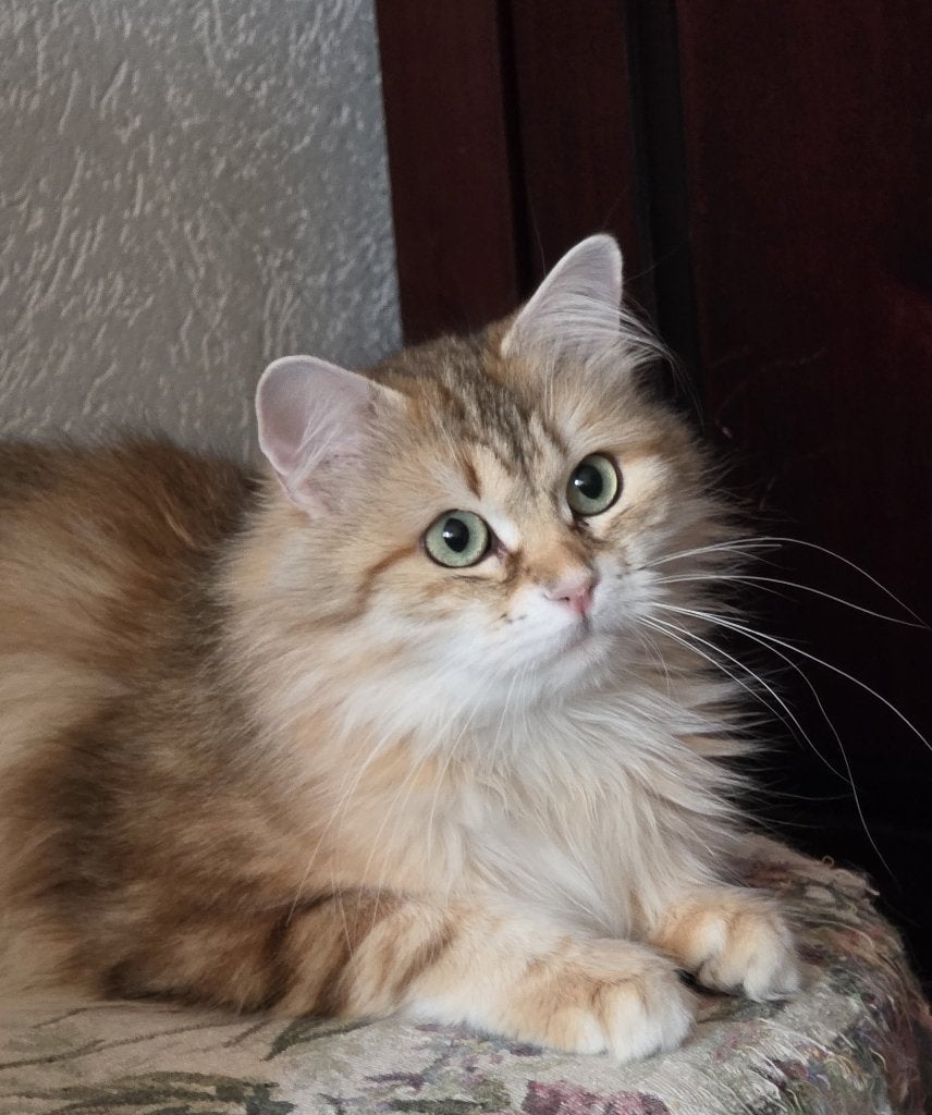 Ik bied een volwassen poesje  ter adoptie aan., Dieren en Toebehoren, Poes, Met stamboom, 3 tot 5 jaar