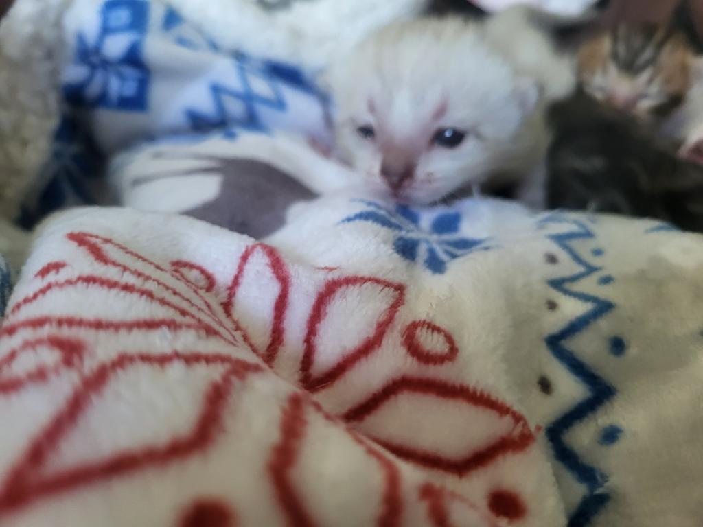 Bengaal kitten, Meerdere dieren
