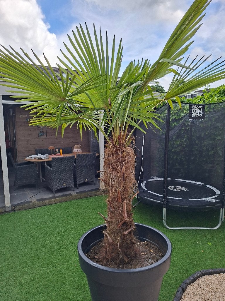 Palmboom, 100 tot 250 cm, Zomer, Palmboom, Ophalen