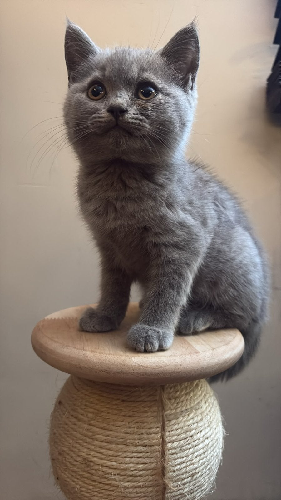 Laatste brits korthaar kitten 10 weken kan gelijk mee, Dieren en Toebehoren, Meerdere dieren, 0 tot 2 jaar