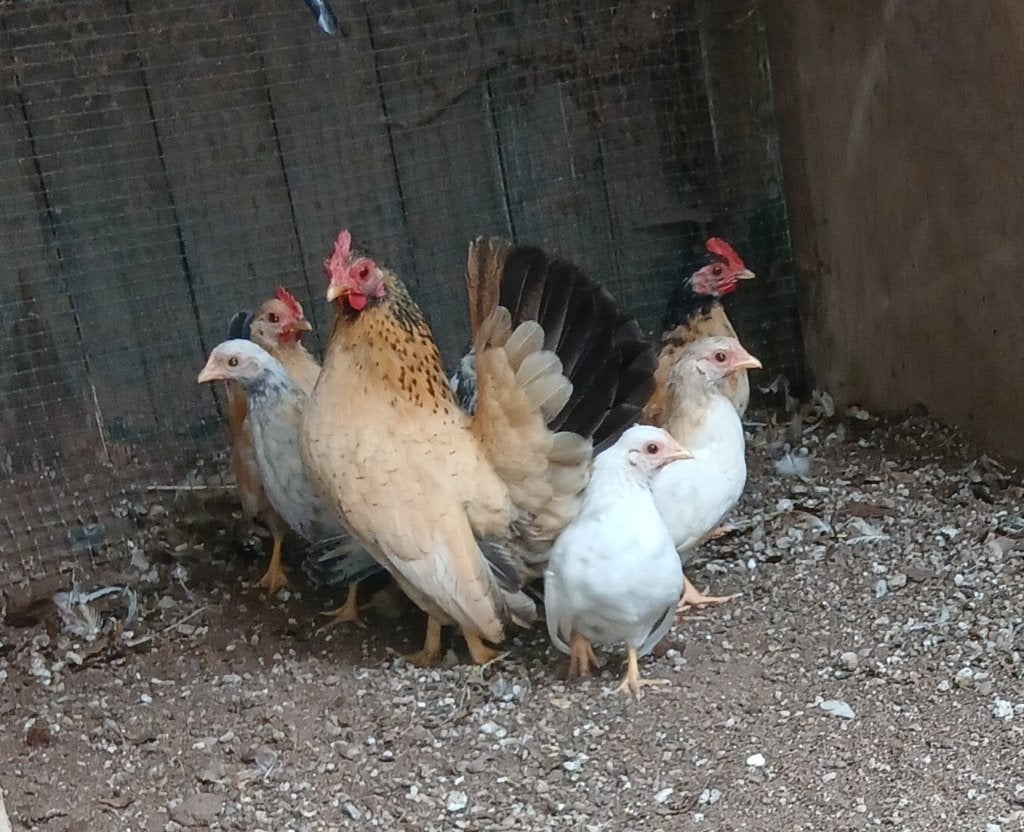 jonge Serama kriel kuikens, Dieren en Toebehoren, Pluimvee, Meerdere dieren, Kip