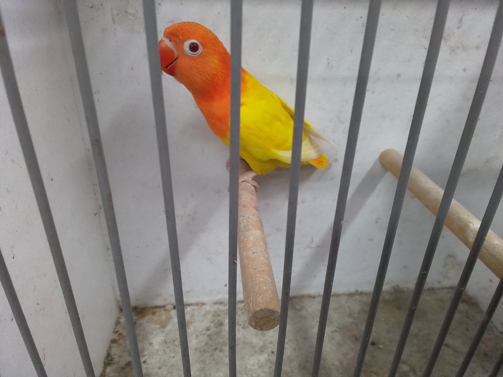 Opaline lutino rood oog ficheri van 2026, Meerdere dieren, Dwergpapegaai of Agapornis