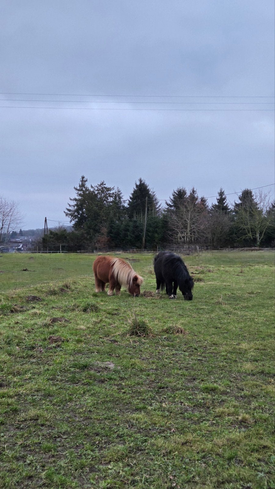 Shetlanderstalling /pensionstal, Weidegang, 2 of 3 paarden of pony's