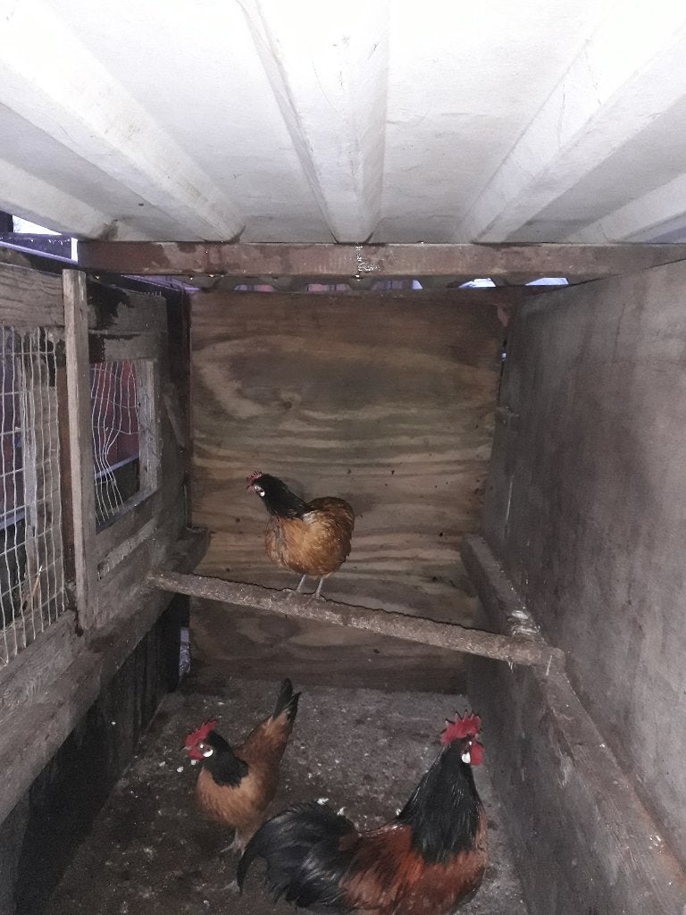 Broedeieren Vorwerk kriel, Dieren en Toebehoren, Pluimvee, Geslacht onbekend, Kip