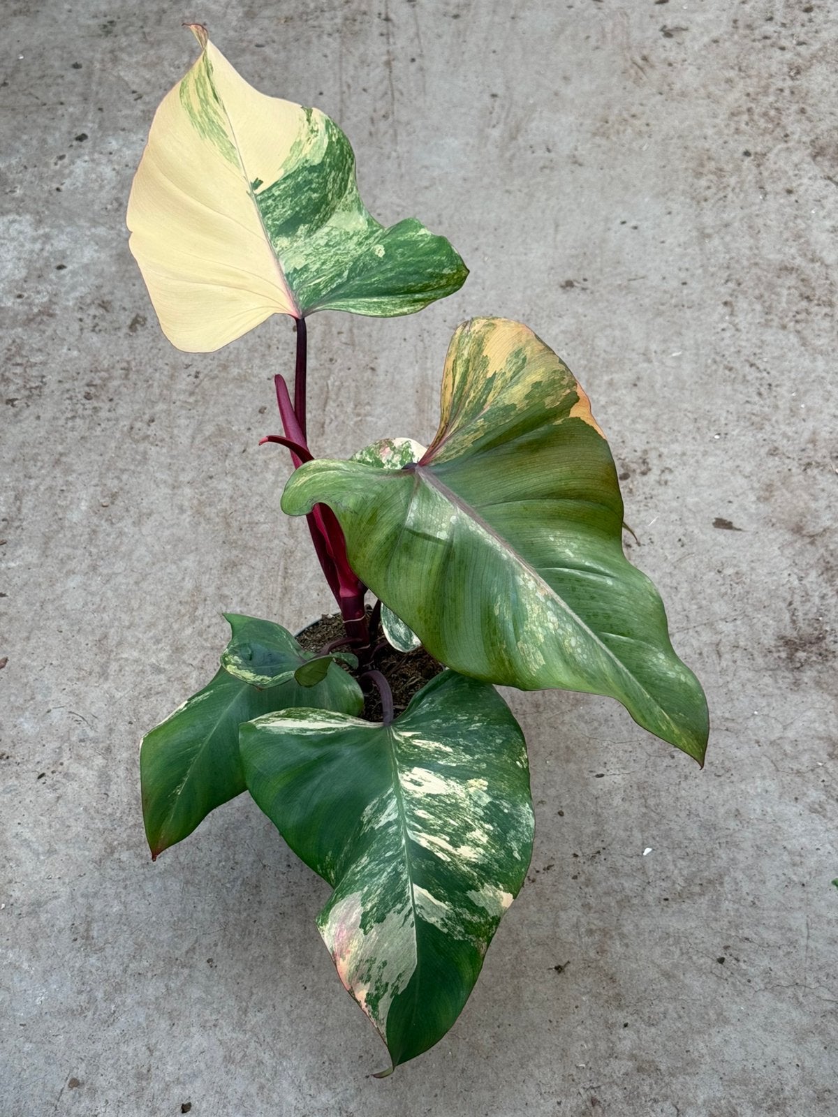 Philodendron Strawberry Shake, Ophalen of Verzenden, Halfschaduw, Minder dan 100 cm