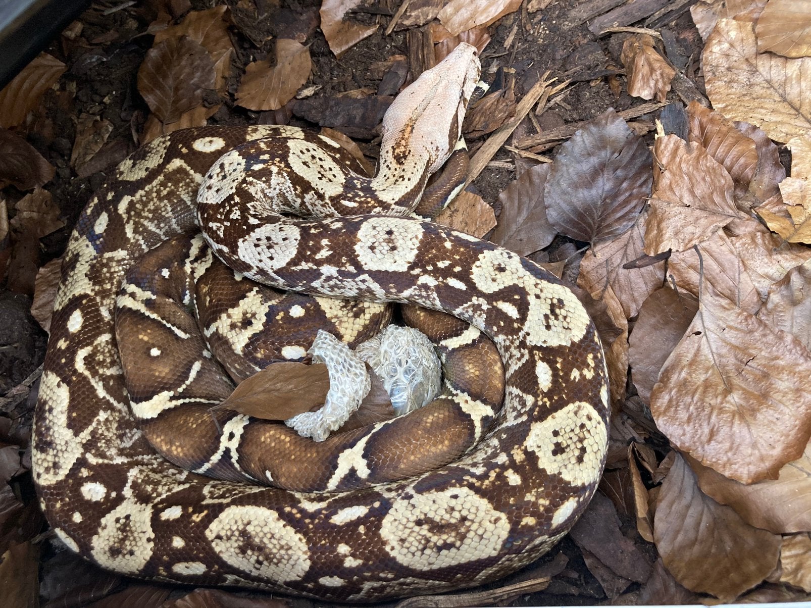 Boa constrictor imperator localiteit Nicaragua Boa Constrictor photo 5