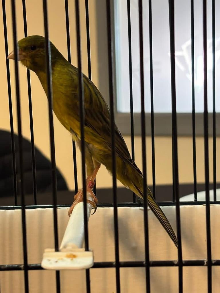 GEZOCHT postuur kanaries, Dieren en Toebehoren, Meerdere dieren, Postuurkanarie