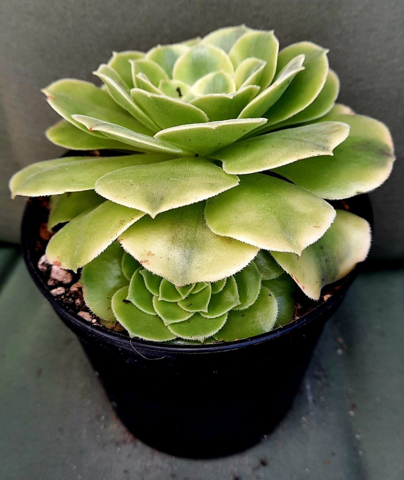 Aeonium Jade Glass, Vetplant, Minder dan 100 cm, Groene kamerplant, Halfschaduw