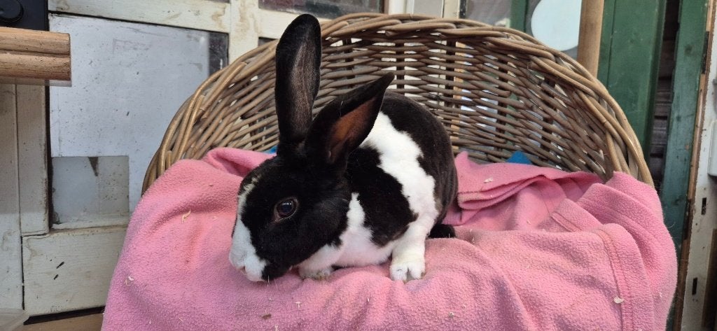 Voedster BELLA uit de opvang zoekt een tehuis!, Dieren en Toebehoren, Vrouwelijk, Middelgroot