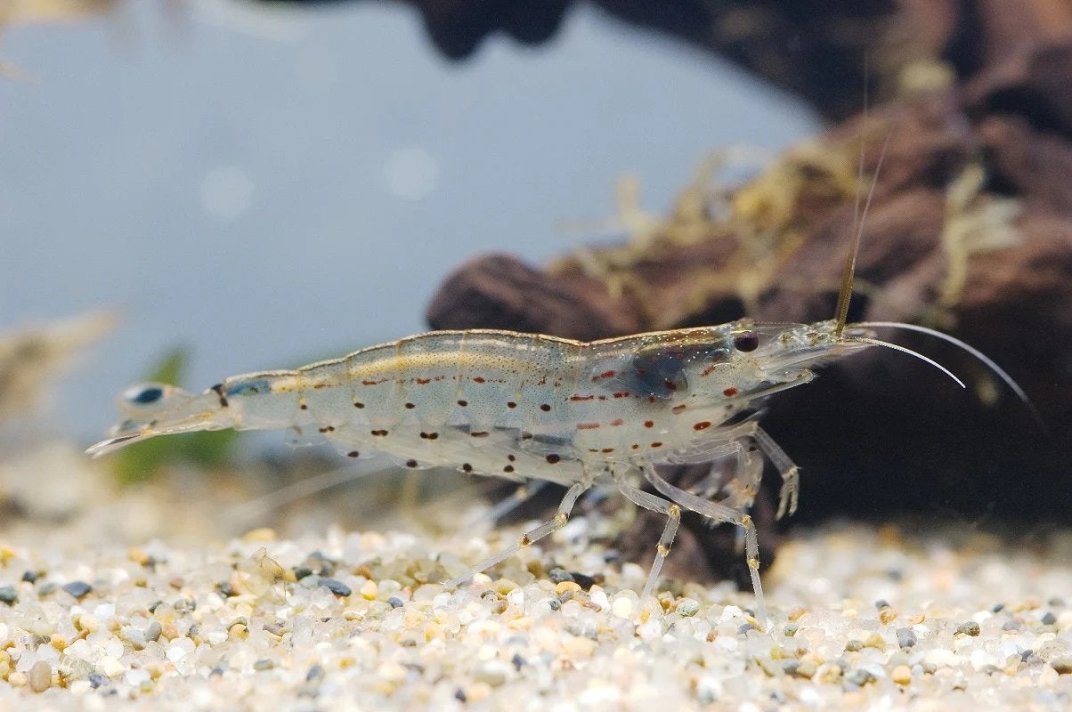 Amano Japonica XL, Dieren en Toebehoren, Vis