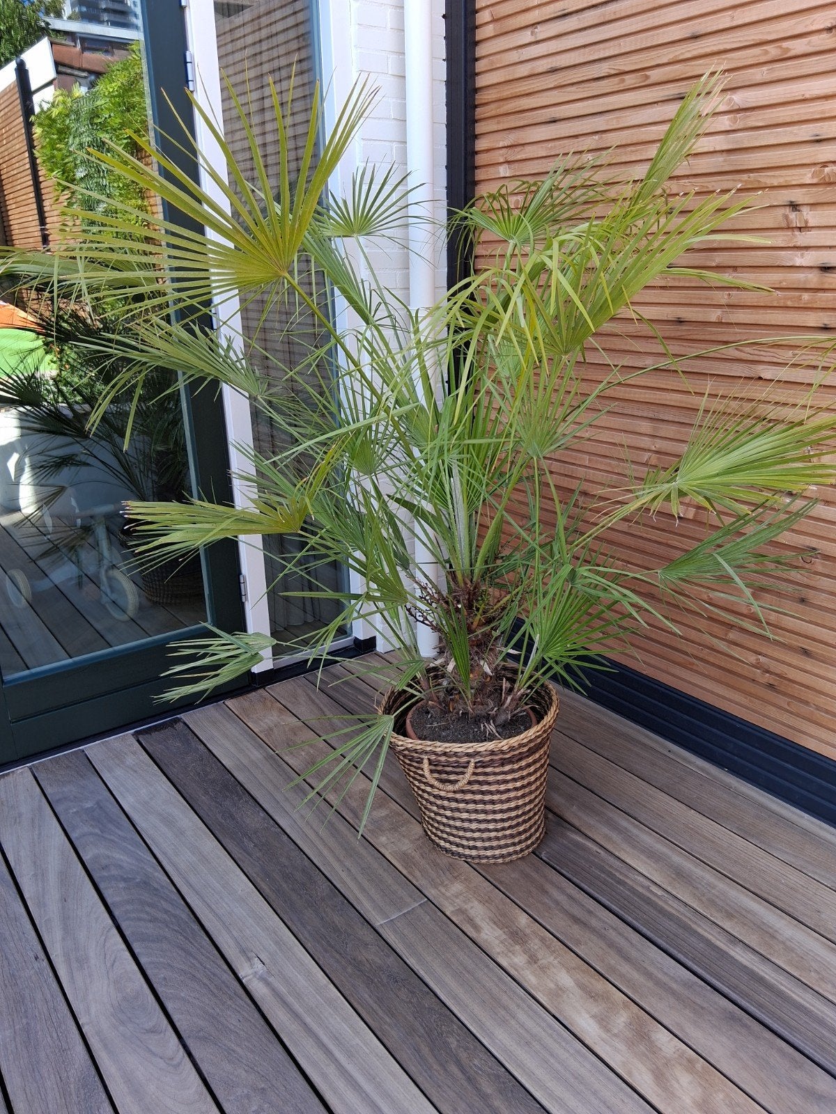 Waaierpalm, Ophalen, Overige soorten, Volle zon