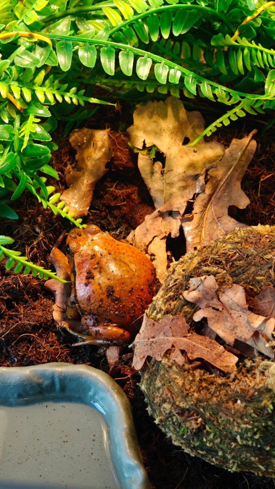 tomato frog, 0 tot 2 jaar