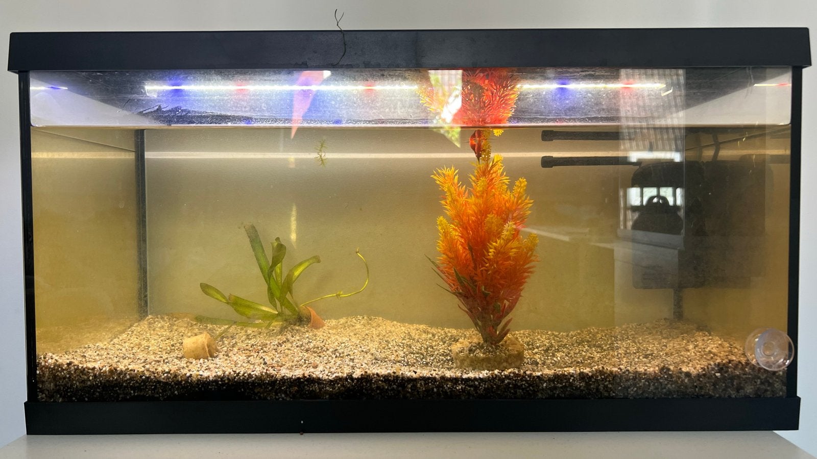 EHEIM aquarium 60 liter, incl. pomp, ledlamp en deco, Ophalen, Gebruikt, Inclusief deksel, Leeg aquarium