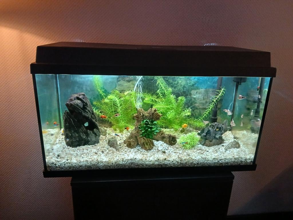 Aquarium tekoop, Ophalen, Gebruikt, Gevuld zoetwateraquarium, Juwel
