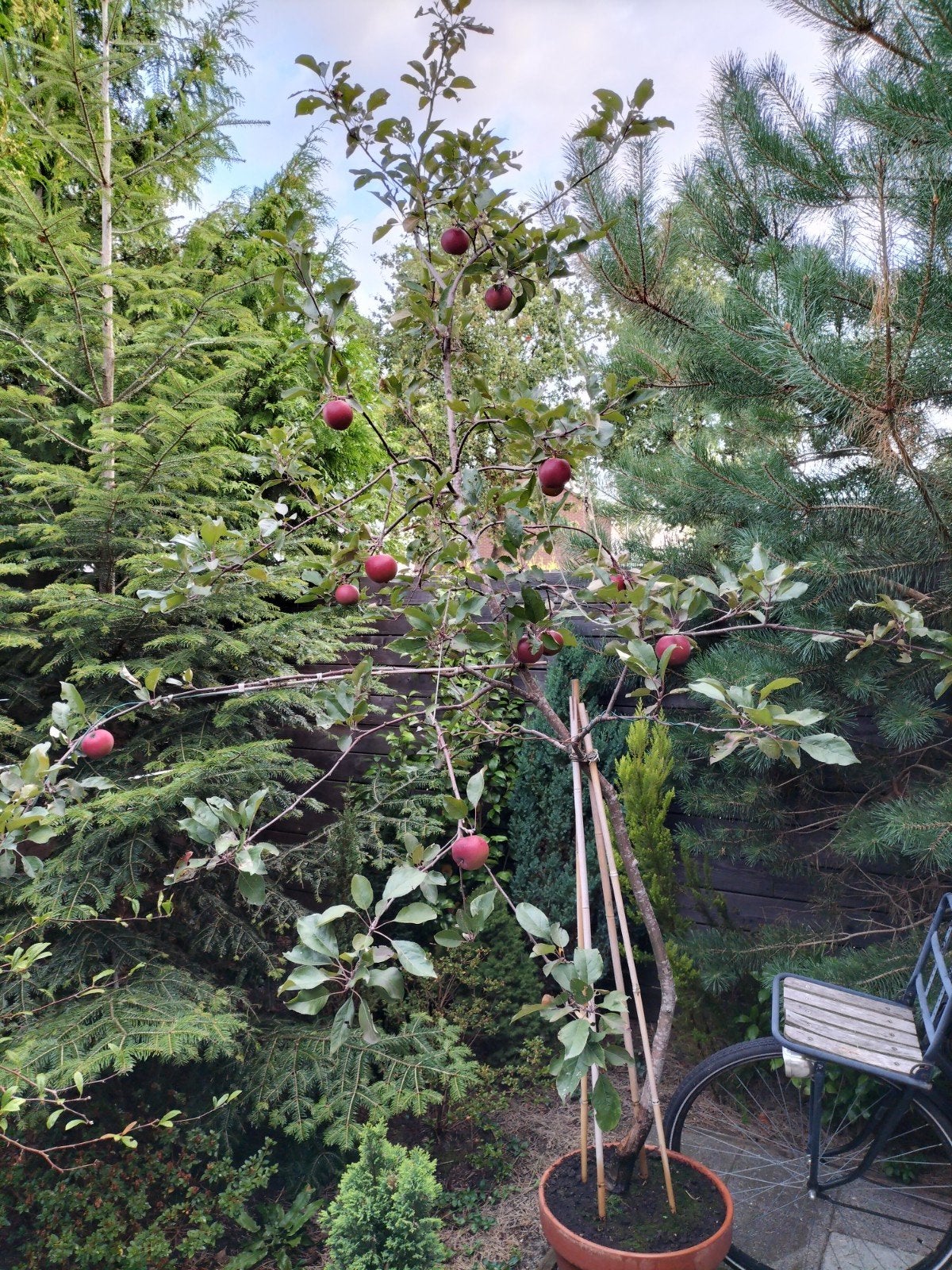 Appelboom.  Bloedappel. zeldzaam.hoogstam, Ophalen, Lente, Volle zon, In pot