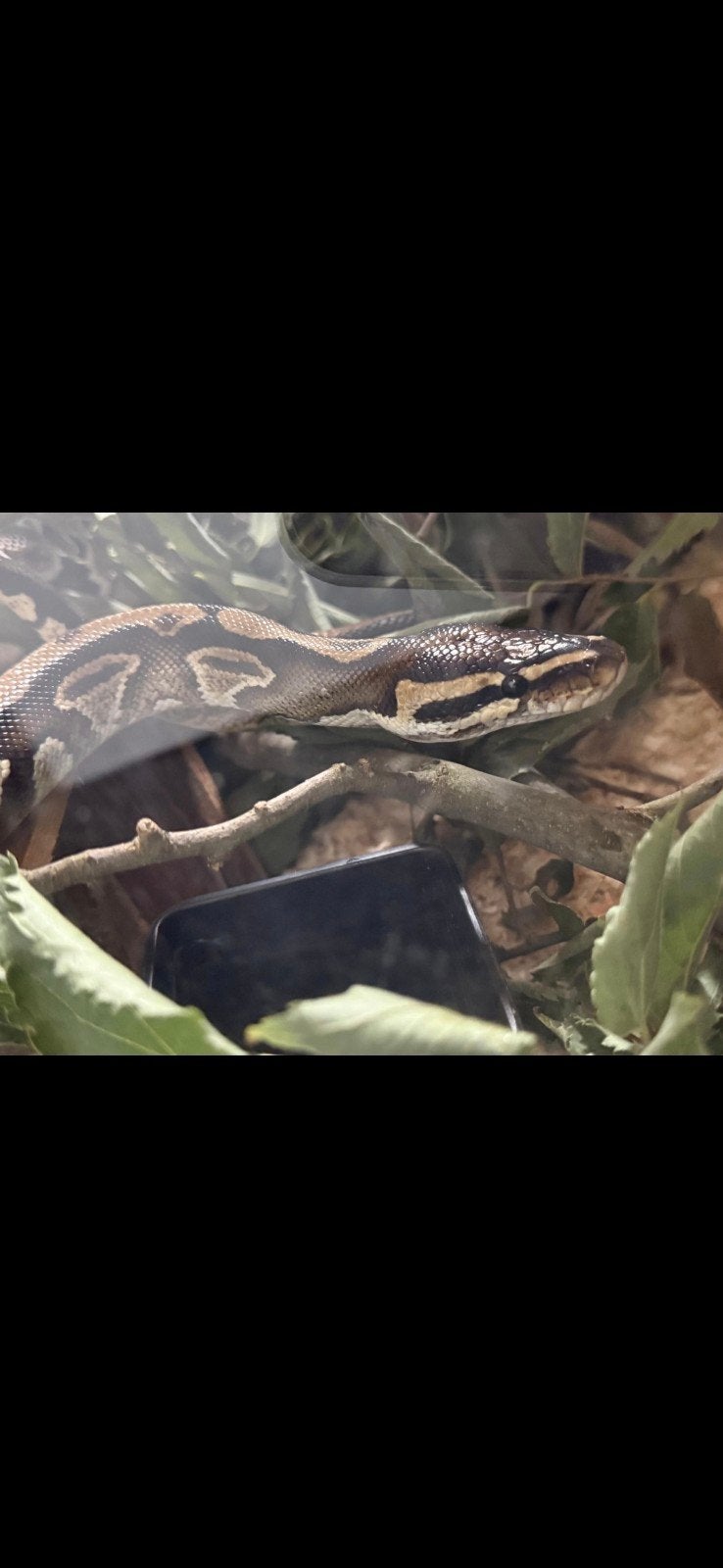 konings python boa Boa Constrictor - male for sale from rotjeknor75