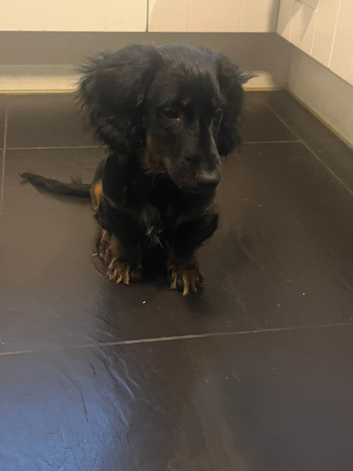 Ter overname teckel pup 16 weken oud, 15 weken tot 1 jaar, Reu, Dwerg, Langhaar