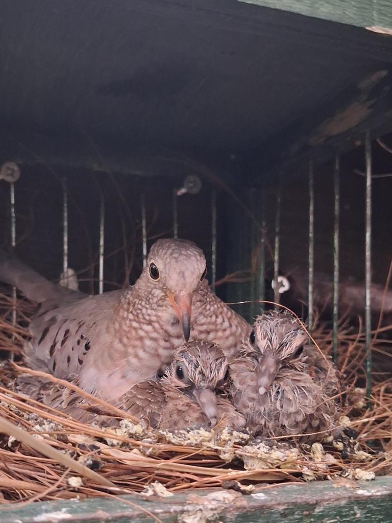 Kleine duifjes gezocht., Meerdere dieren, Geringd