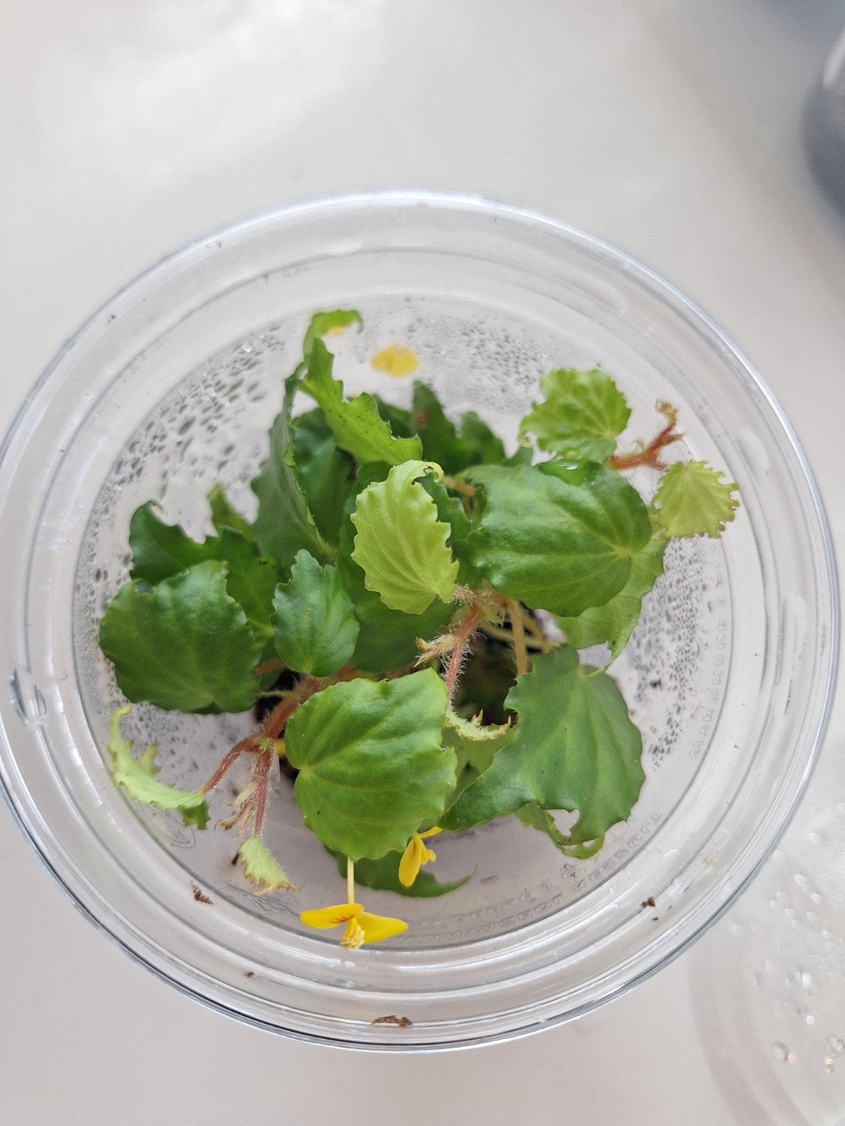 terrarium plant begonia prismatocarpa, Ophalen of Verzenden, Halfschaduw, Minder dan 100 cm