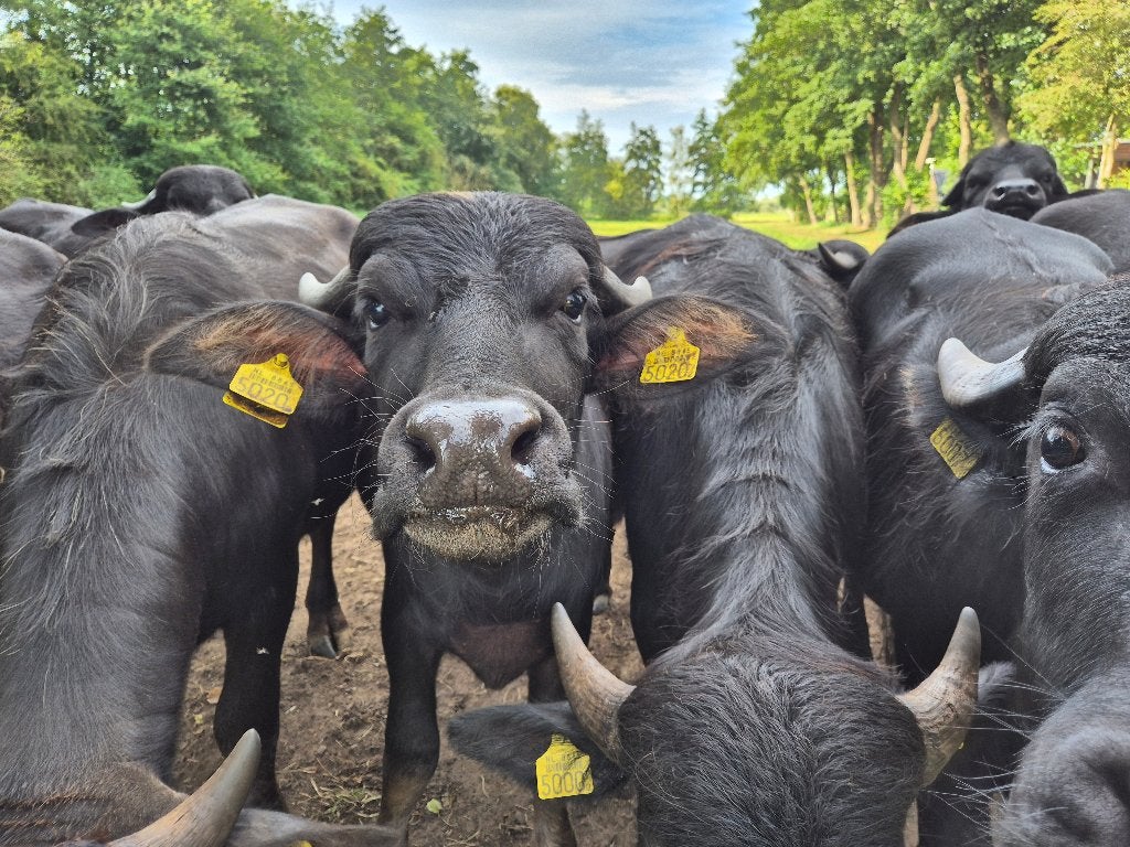 Waterbuffelpinken en toekomstige dekstieren, Dieren en Toebehoren, Runderen, Meerdere dieren, 0 tot 2 jaar
