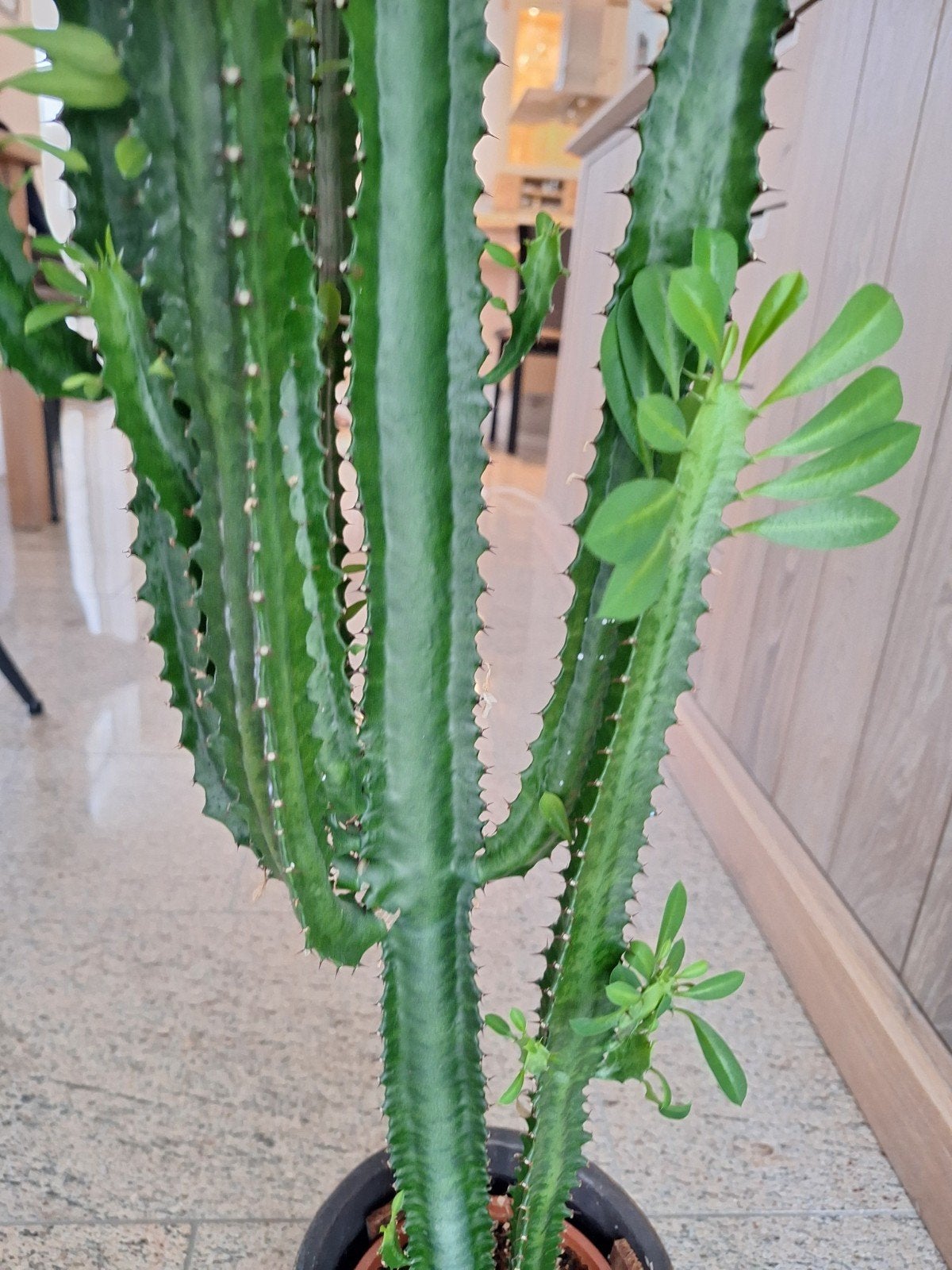 Kamerplant, 100 tot 150 cm, Cactus, Groene kamerplant, Halfschaduw