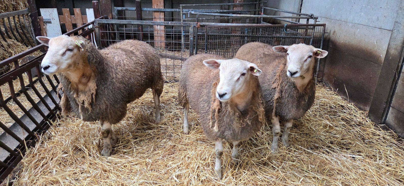 Te Koop; 3 rammen van Jan.2026, Dieren en Toebehoren, Mannelijk, Schaap, 0 tot 2 jaar