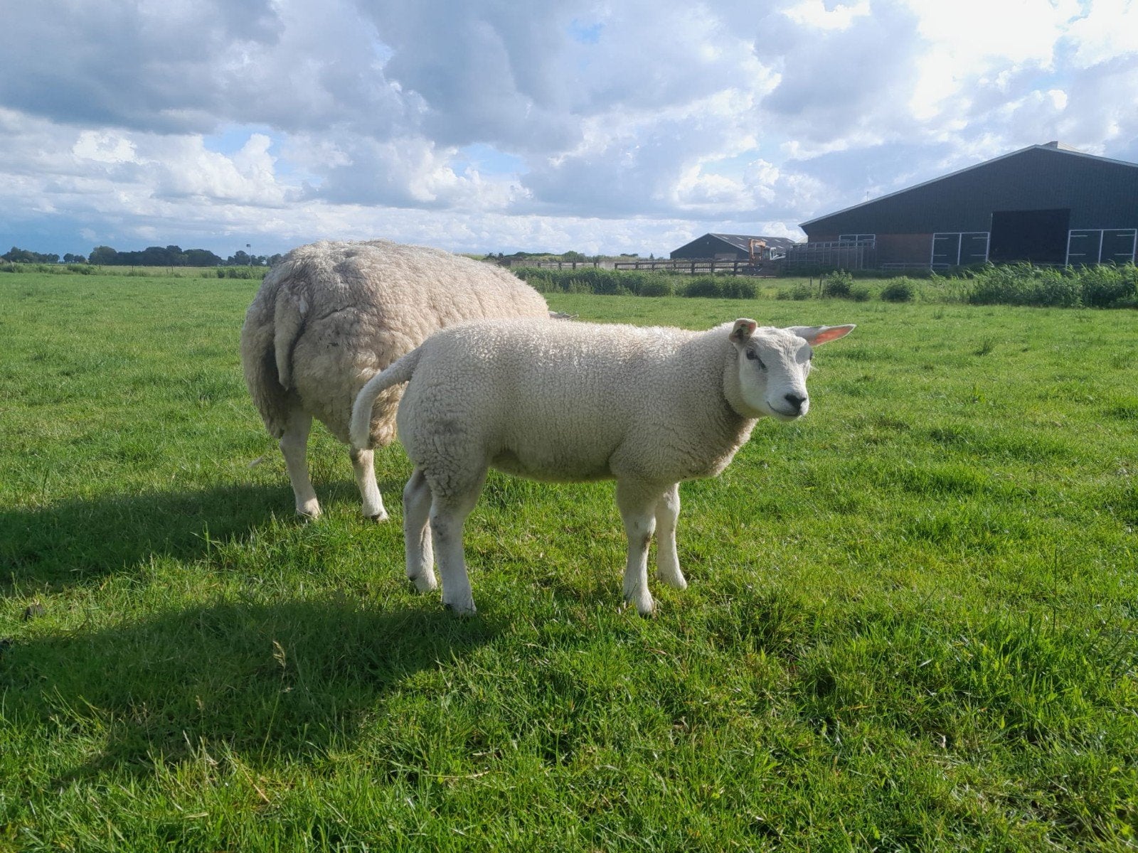 Ooilammeren Texelaar stamboek, Dieren en Toebehoren, Schapen, Geiten en Varkens