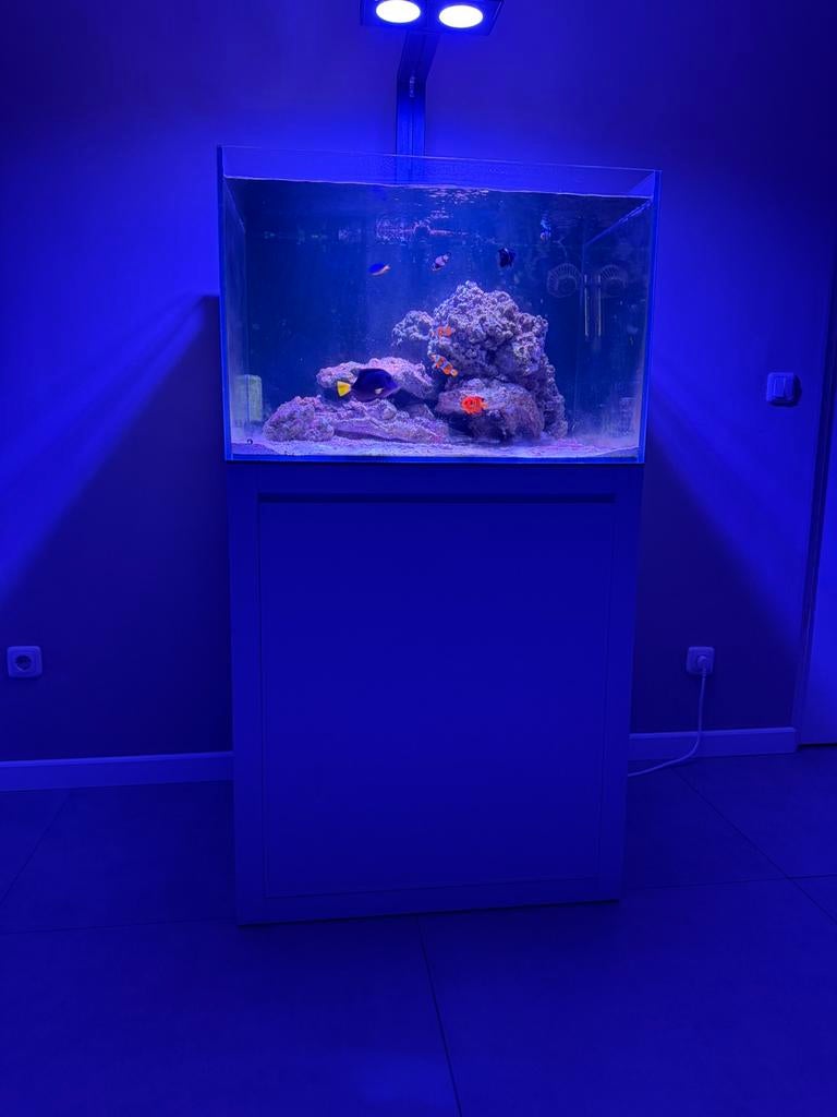 Zoutwateraquarium, Dieren en Toebehoren, Ophalen, Inclusief vissen, Zo goed als nieuw, Gevuld zeewateraquarium