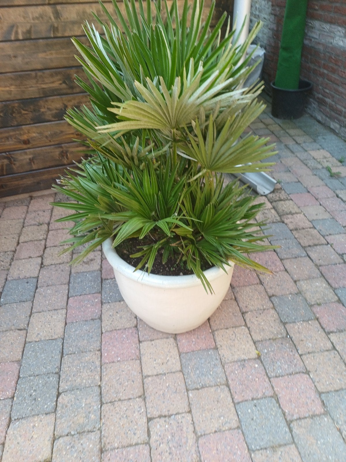 Chamaerops Humilis Vulcano - Europese Dwergpalm - 110cm, Overige soorten, Volle zon, Vaste plant, Ophalen of Verzenden