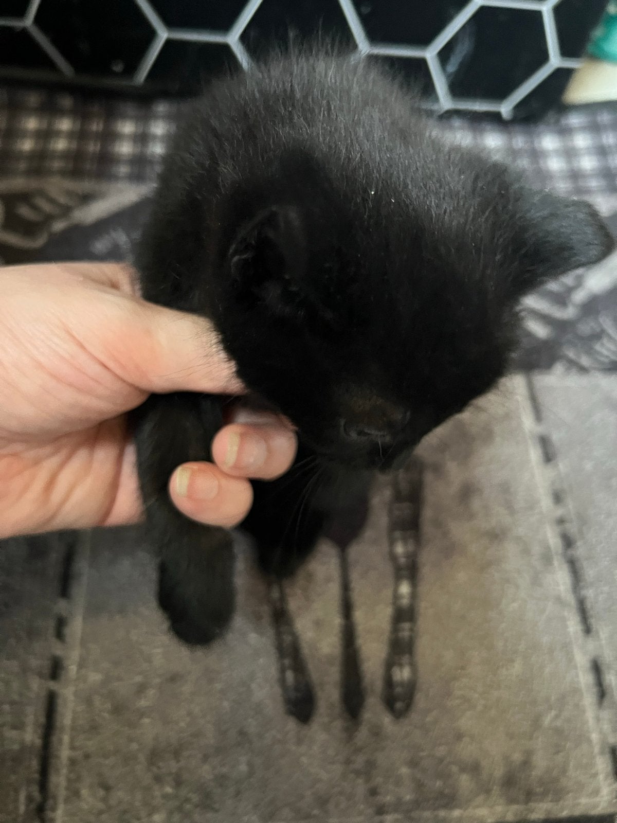 kittens, Meerdere dieren