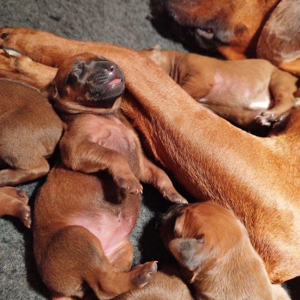 Rhodesian Ridgeback pups met FCI stamboom., Parvo, Overige rassen, 8 tot 15 weken, Meerdere