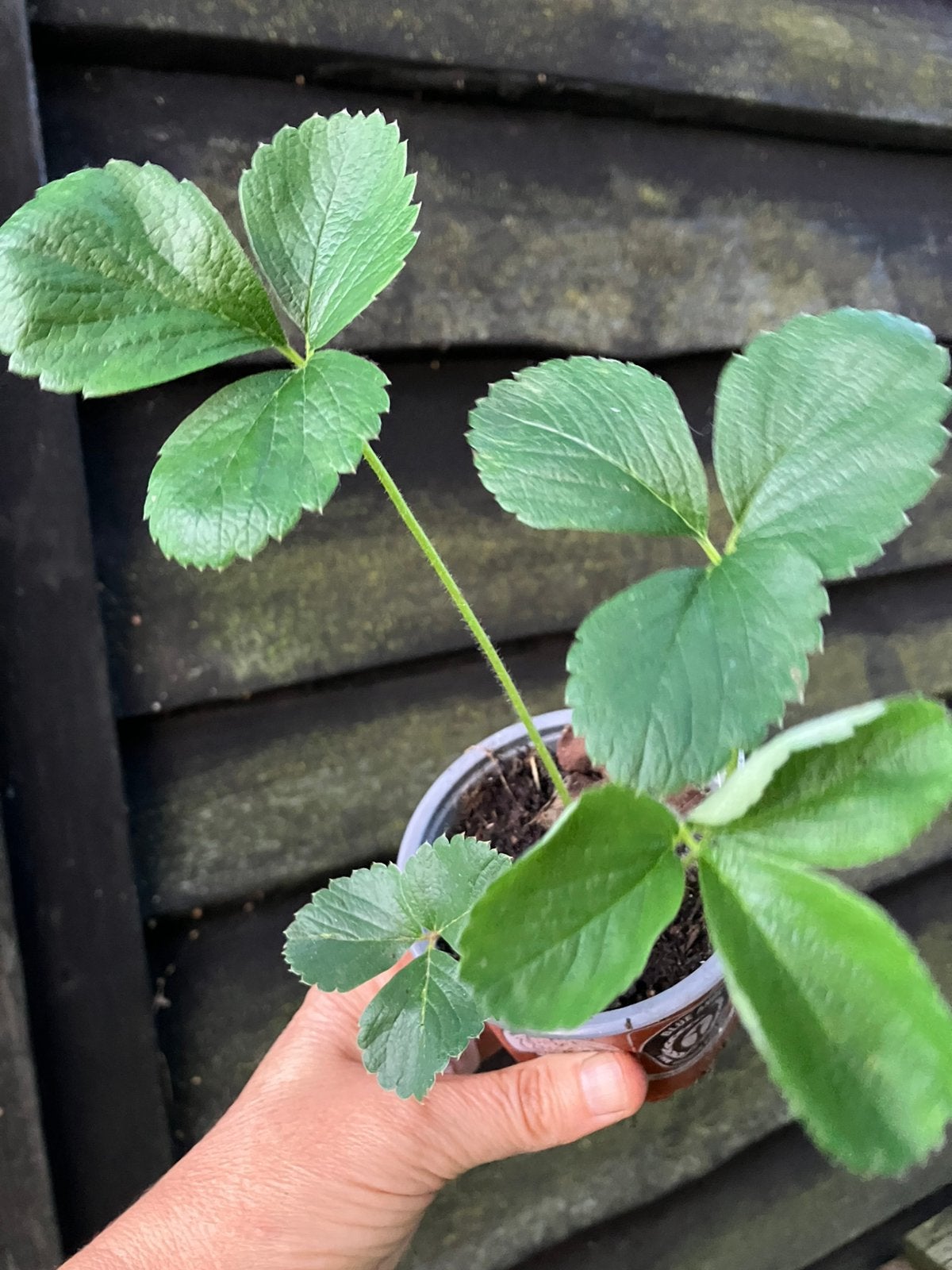 Frambozenaardbei (versturen mogelijk) BIOLOGISCH, Ophalen of Verzenden, Vaste plant, Fruitplanten, Volle zon
