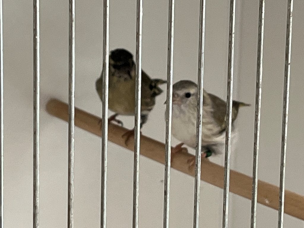 Diverse sijzen, Meerdere dieren, Wildzangvogel, Geringd