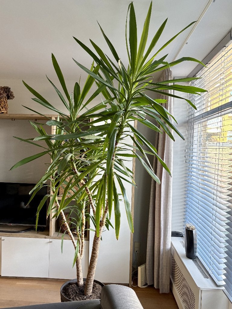 Mooie, grote yucca plant met chique pot, Huis en Inrichting, Kamerplanten, Ophalen, 200 cm of meer, Halfschaduw, In pot