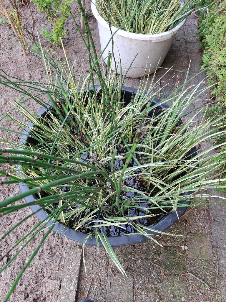 Vijver oeverplanten, Ophalen, Zo goed als nieuw