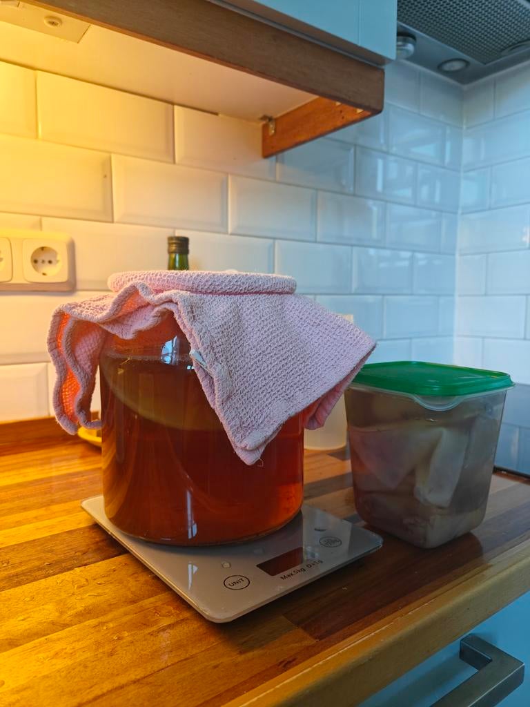 Kombucha scoby, Diversen, Levensmiddelen, Ophalen