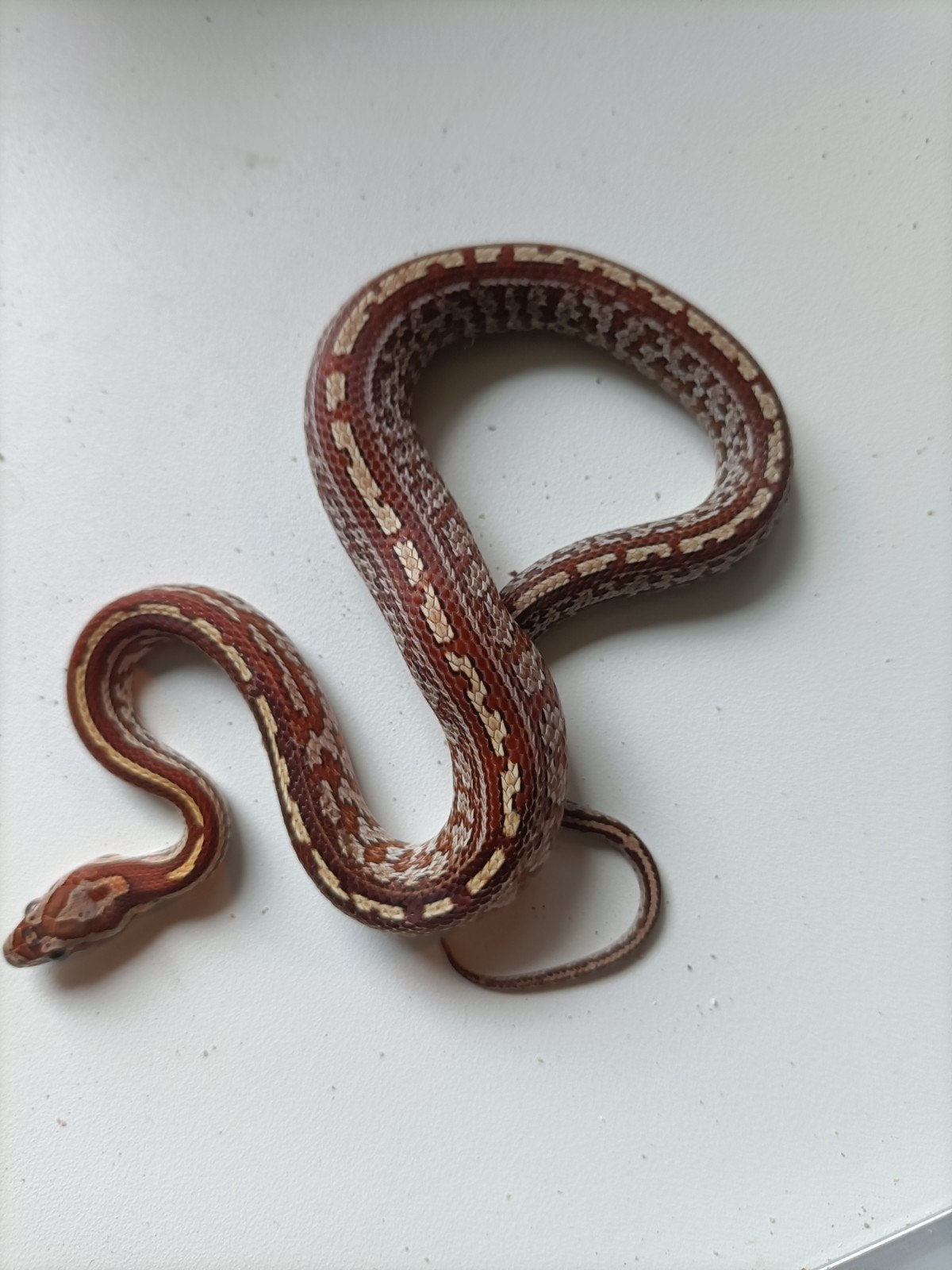 jonge rattenslangen Rat Snake - unknown for sale from Andre
