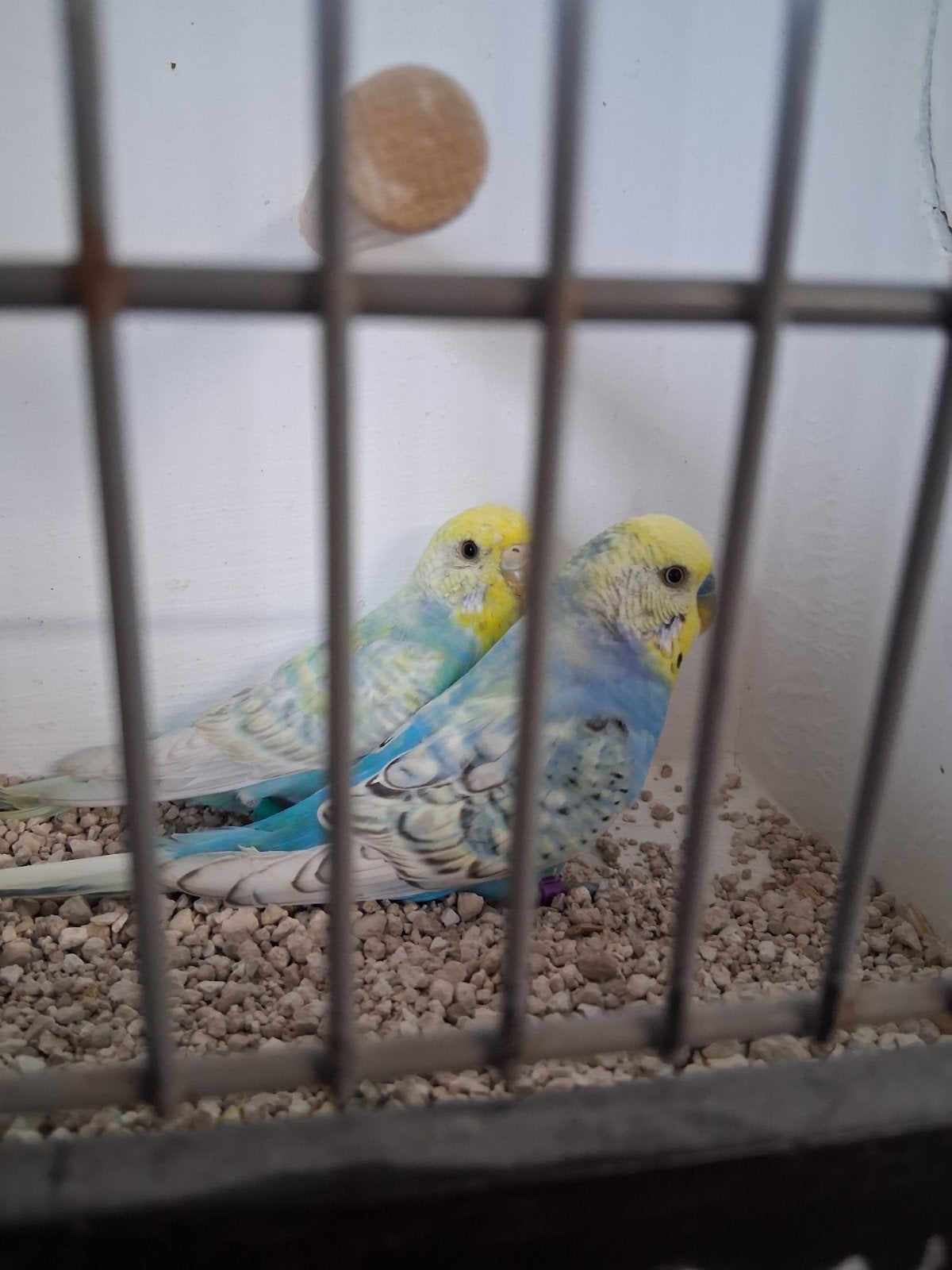 mooi koppel regenboog grasparkieten, Dieren en Toebehoren, Vogels | Parkieten en Papegaaien, Meerdere dieren, Parkiet
