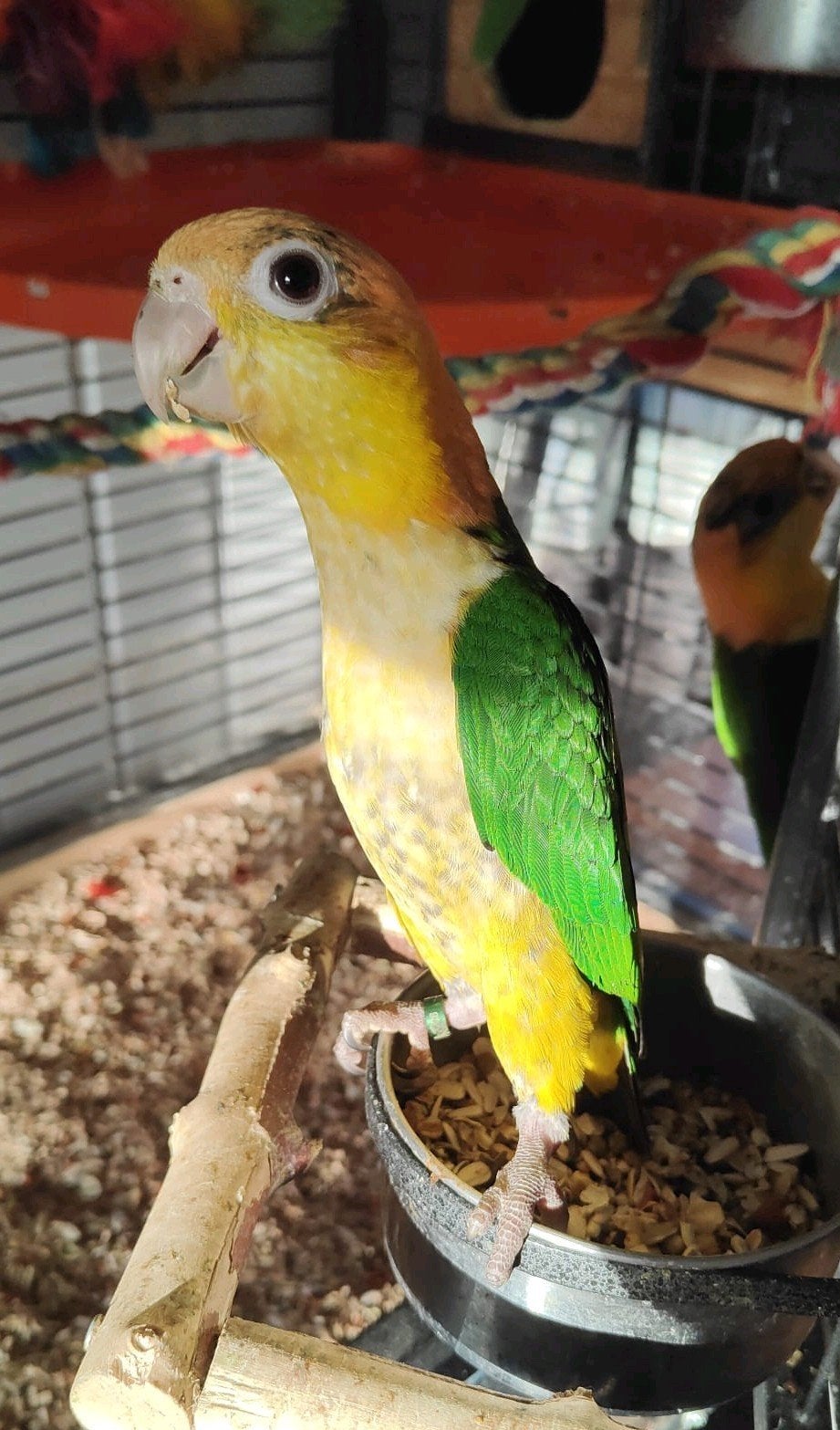 Jonge caiques te koop, Meerdere dieren, Papegaai, Tam