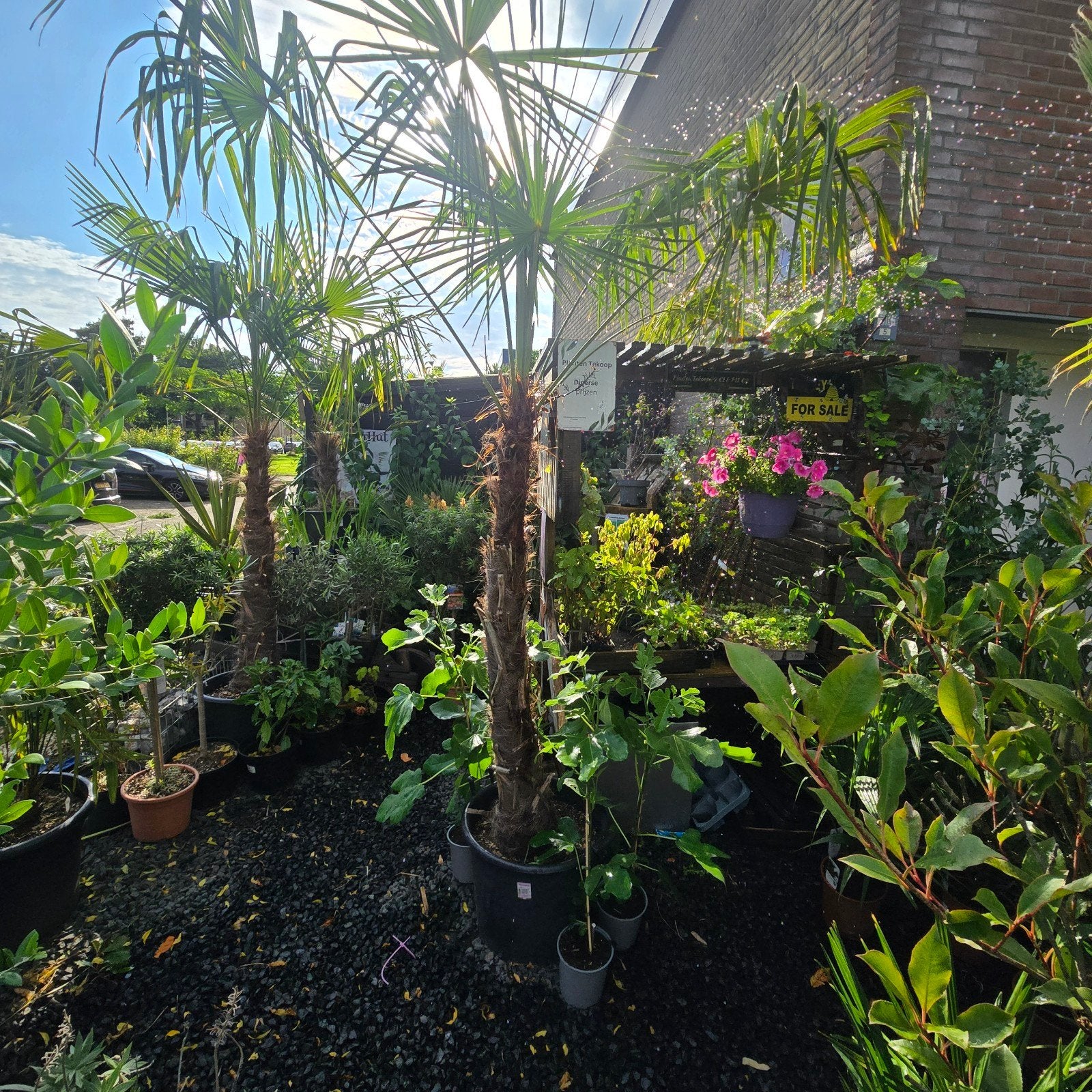 Stekjes, Planten & Pure Honing  verkoop kraam Drachten, Ophalen, Volle zon, Overige soorten, Minder dan 100 cm