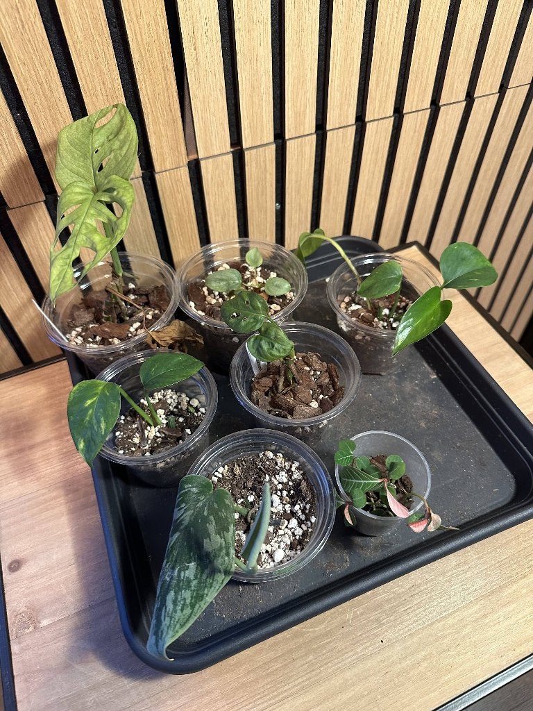 Groen Stekjespakket - o.a. Monstera Adansonii, Huis en Inrichting, Kamerplanten, Ophalen, Overige soorten, Halfschaduw, In pot
