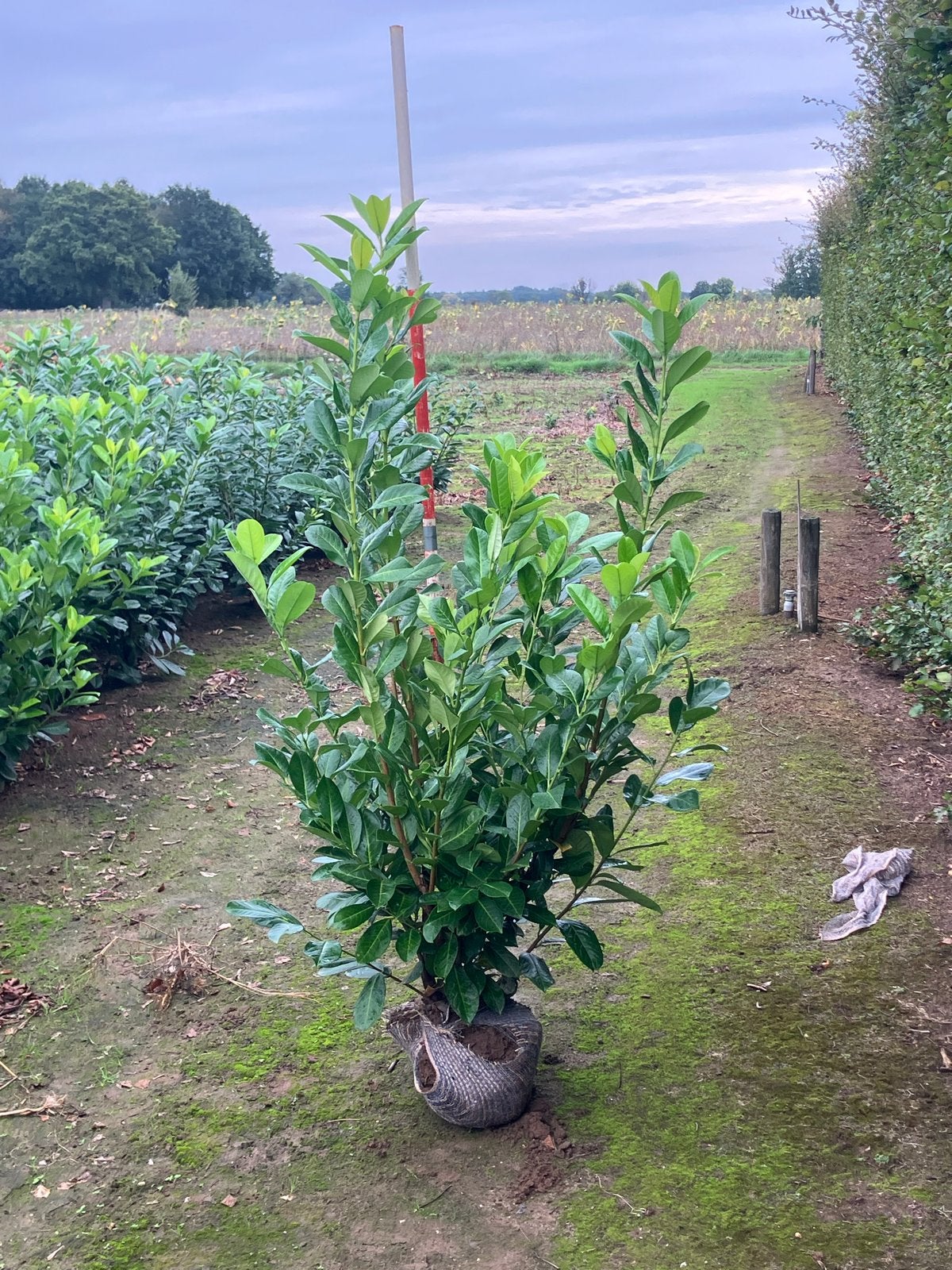 Laurierstruiken mooie volle, Overige soorten, Lente, 100 tot 250 cm, Ophalen