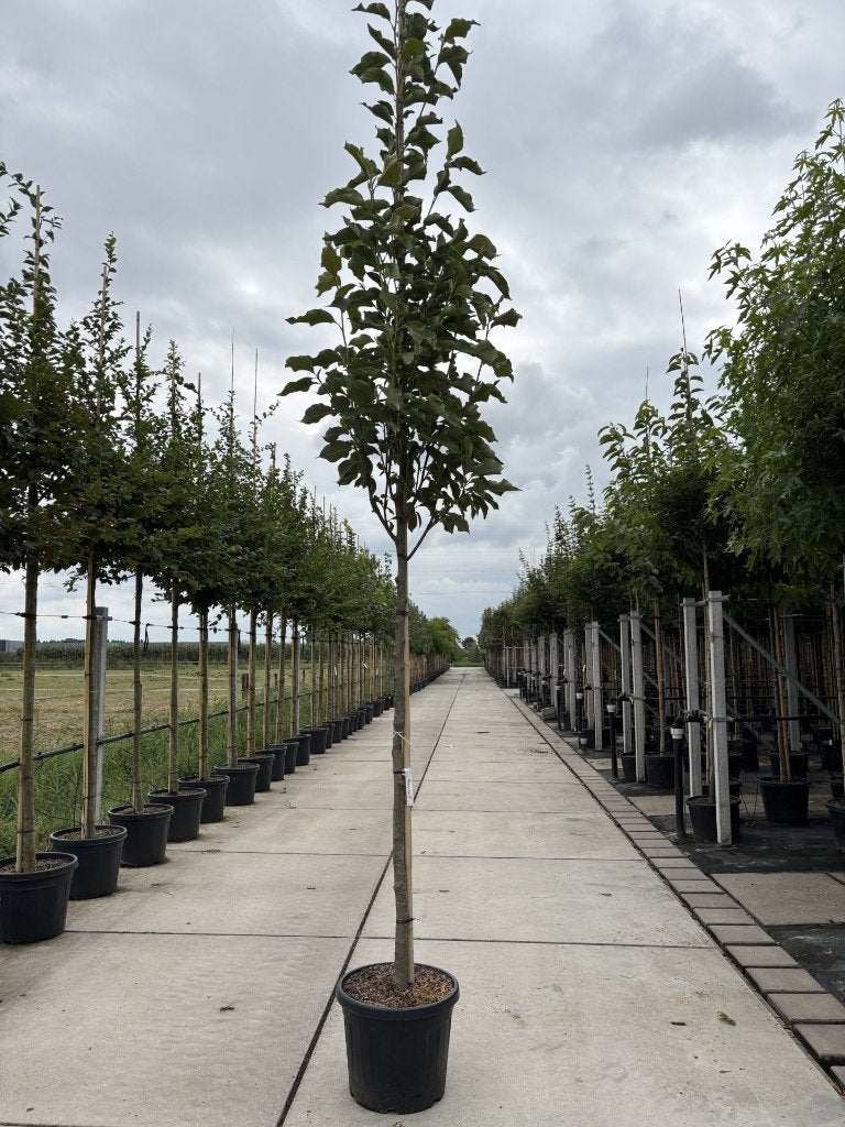 Magnolia ‘Heaven Scent’ vanaf €109,99 |Geurende siermagnolia, Lente, Volle zon, In pot, Overige soorten